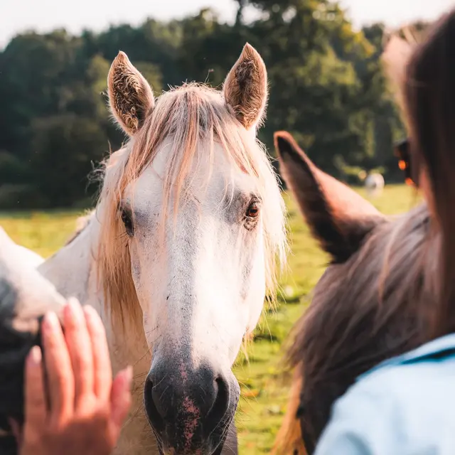 visite avec cheval