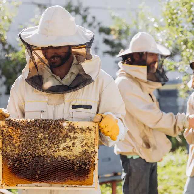 Beekeepers working to collect honey. Smiling beekeeper holding a wooden frame with honey and bees