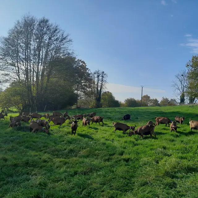 St Aubin Fosse Louvain Chèvrerie de la Colmont  Vinciane Havard troupeau