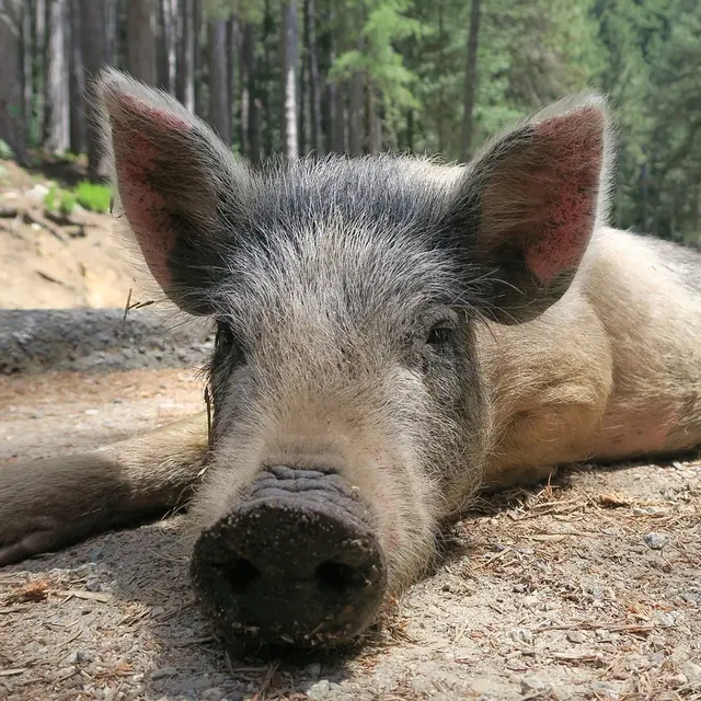Cochon Porc Salaisons