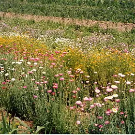 Les champs pour la culture des fleurs