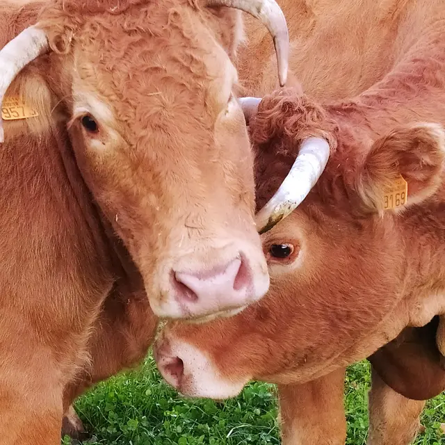 Saint Mars sur Colmont Gaec du Grd Goussant Vache veau