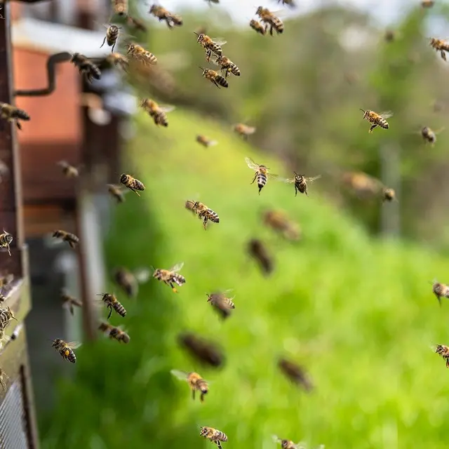 P21-bees-7996596_1280