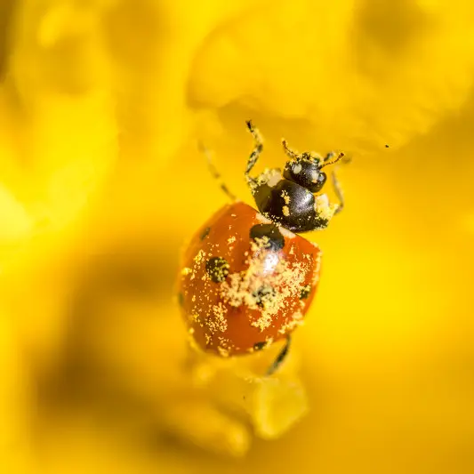 P26-Fabien_Chere_-_Sparadrap53-Coccinelle-CPpx
