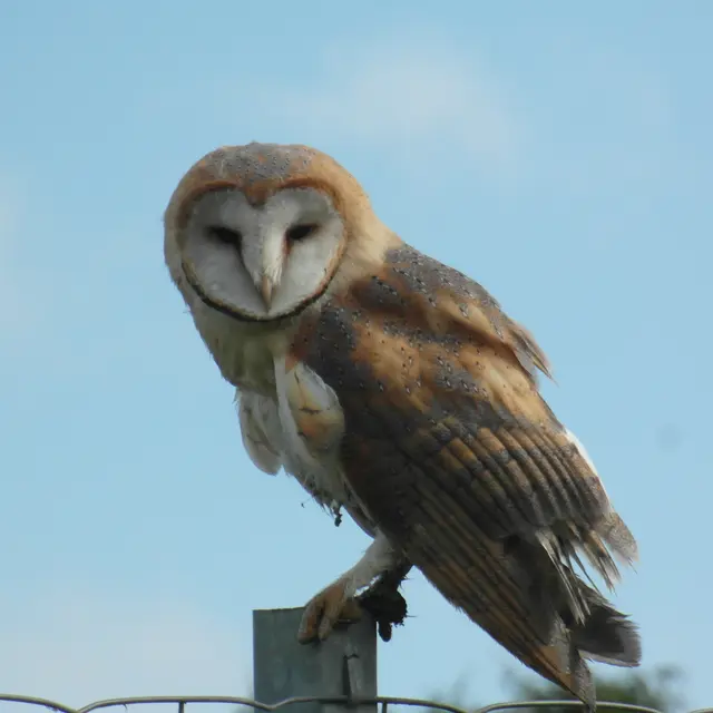 effraie-des-clochers