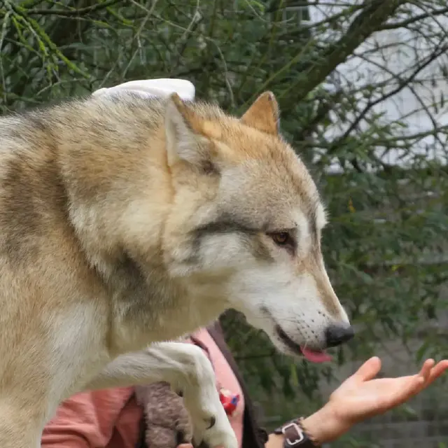chiens - Loups redimensionné