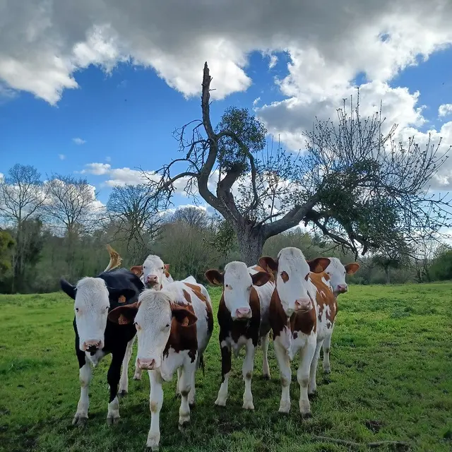 delherbeauxfromages-stfraimbaultdeprières-53