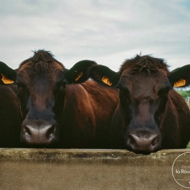 elevage-de-la-rousseliere-01