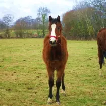 Haras du val d'or