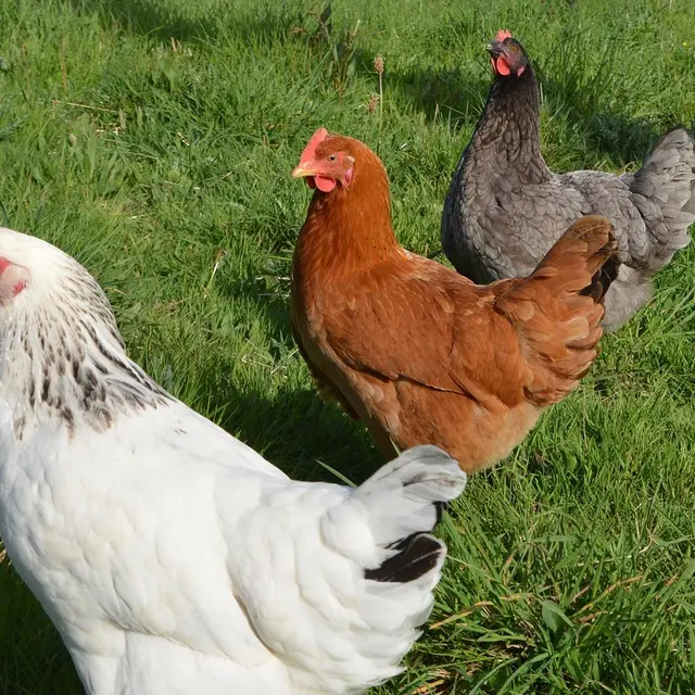 laying-hens-2855739_1280