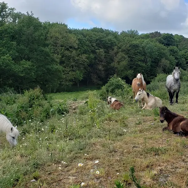 nuits-des-forets_balade_equestre_chevauxdebroceliande_trehorenteuc