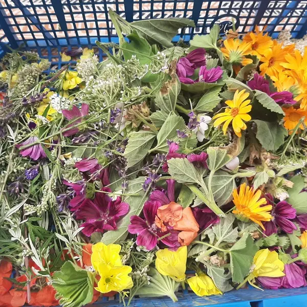 ateliers_plantes_comestibles_cuisine_yoga_MaisonMorgane_DestinationBroceliande