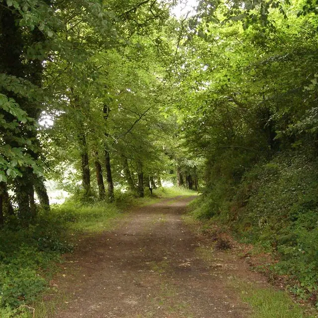 Forêt - Hennebont - Morbihan Bretagne sud