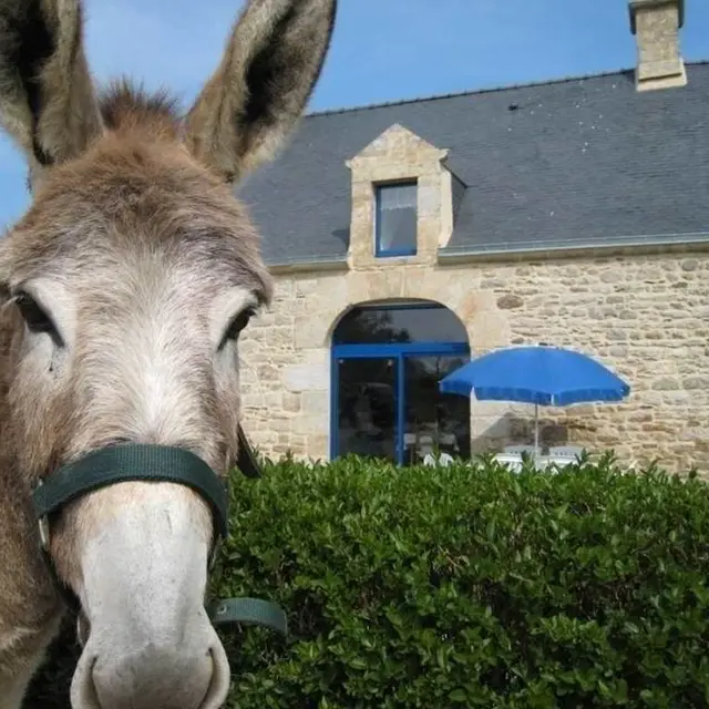 La maison bleue - Gîte N°56G1119 – LIMERZEL – Morbihan Bretagne Sud