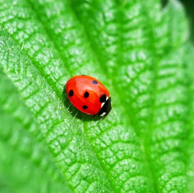 6.AlternativepesticidesPerma