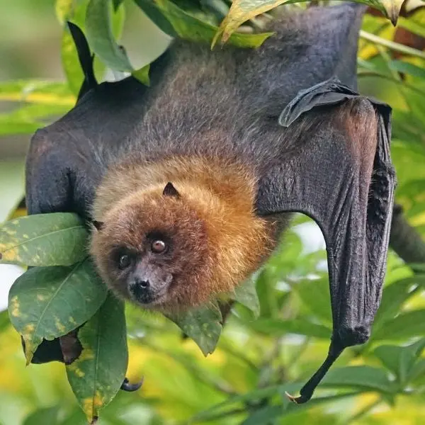 Chauve- souris - Josselin - Brocéliande