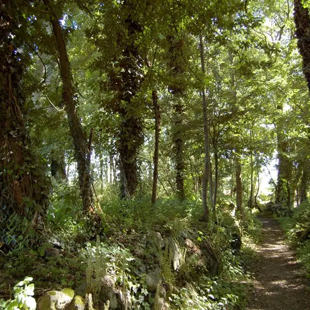 Forêt - Erdeven - Morbihan Bretagne Sud