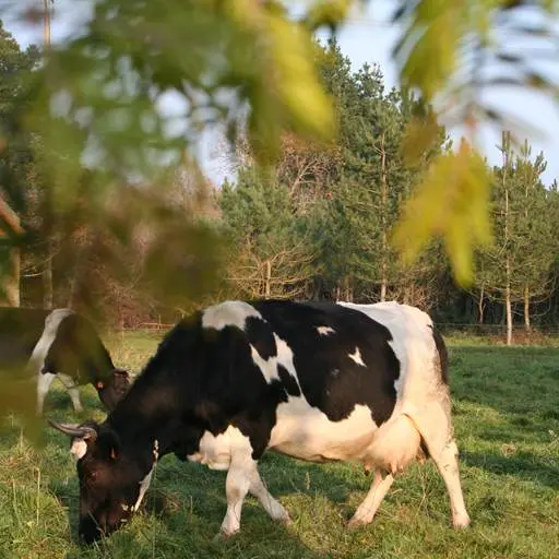 DEGBRE0560000071_1