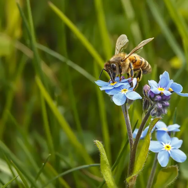 9.bombe de graines et biodiversité