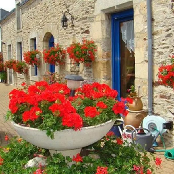 Daol-Grenn-Pluvigner-Morbihan-Bretagne-Sud