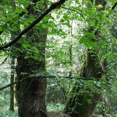 © E. Jehenne- Balade Brocéliande