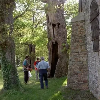 Chênes creux de la Chapelle de Kerméant - Néant sur Yvel