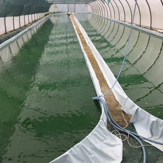 Bretagne Spiruline