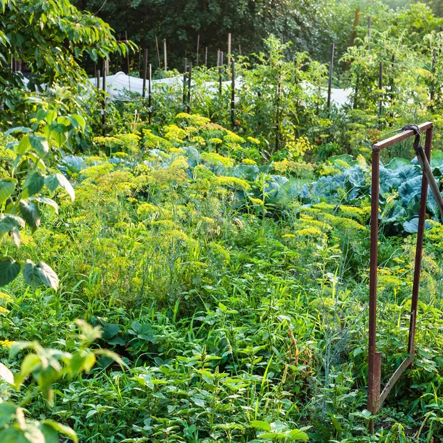 1. Jardin nourricier