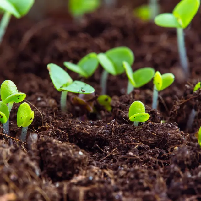 1. Réussir ses semis