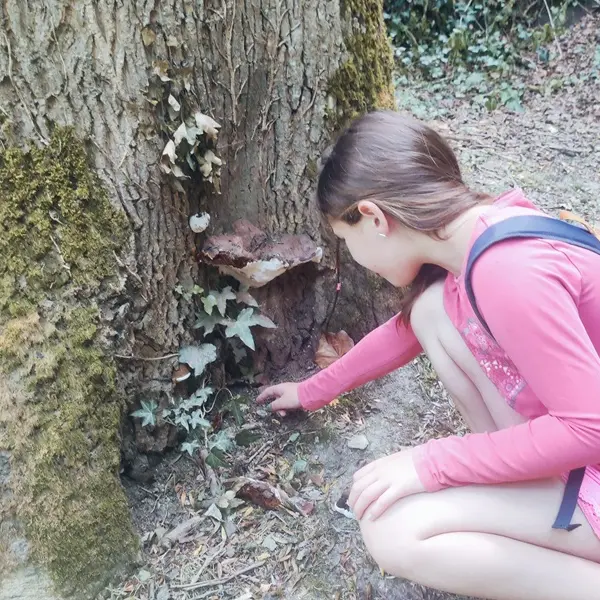 magikforest_balade_botanique_Josselin_DestinationBrocéliande