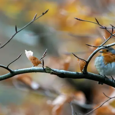 Le murmure des feuilles par Jean-Marie Séveno