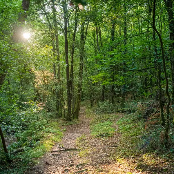 baladecontée_Concoret_DestinationBrocéliande