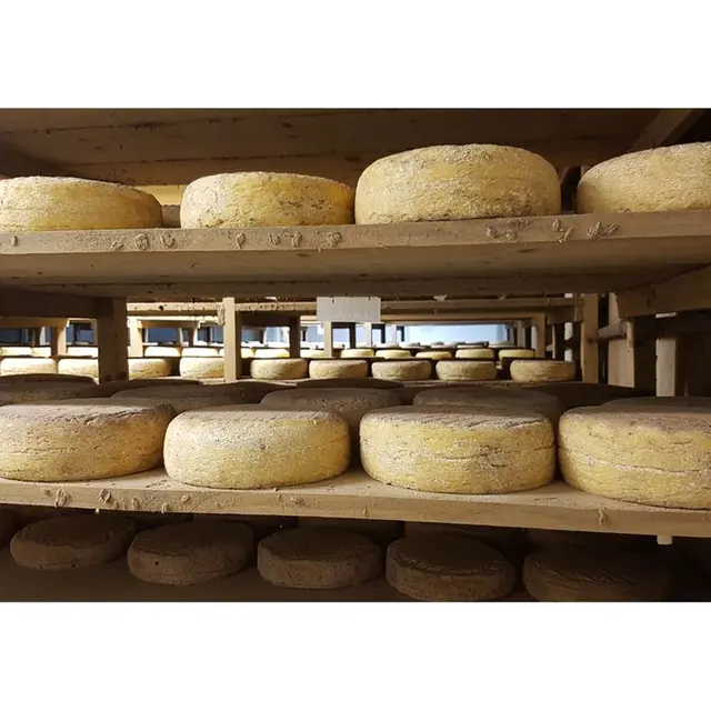 La-Ferme-Fromagère-de-Suscinio-Sarzeau-Presqu'île-de-Rhuys-Golfe-du-Morbihan-Bretagne sud
