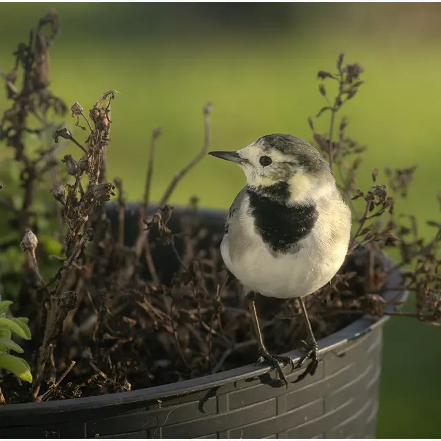 2025 Expo Wagtail awf
