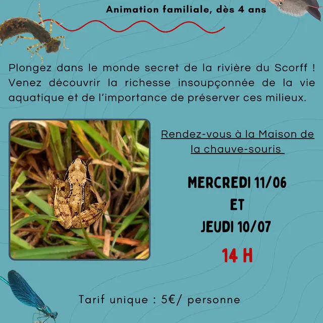 Visuel animation 2025 - P'tites bêtes du cours d'eau