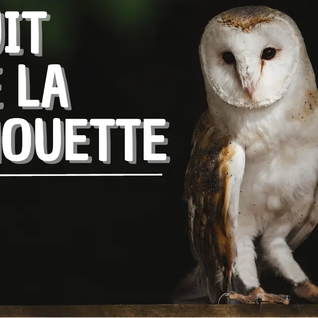 Nuit de la Chouette