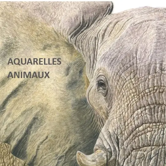 25.06.23 Solen DEGABRIEL - Aquarelles animaux