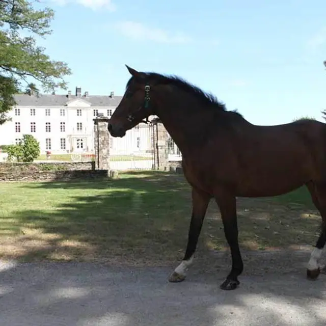 Centre-Equestre-Les-Ecuries-de-la-Chênaie-St-Avé-Golfe-du-Morbihan-Bretagne sud