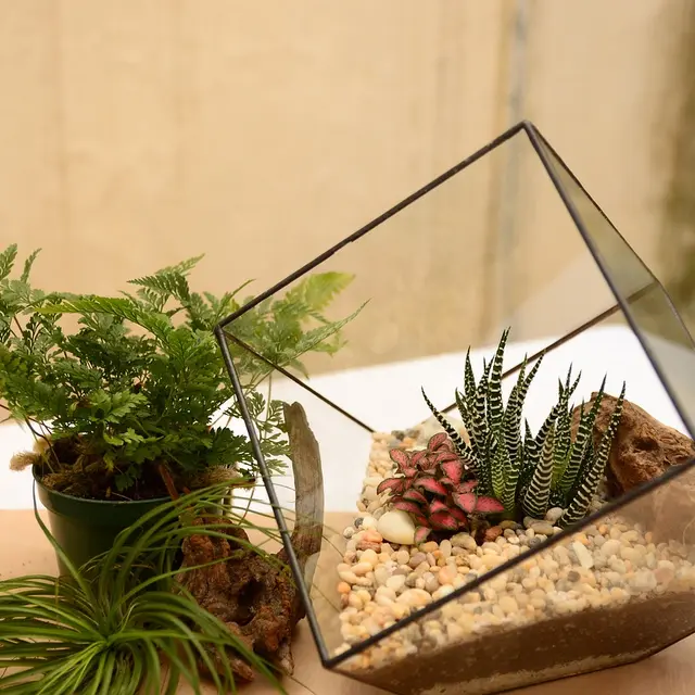 terrarium-2548384_1280