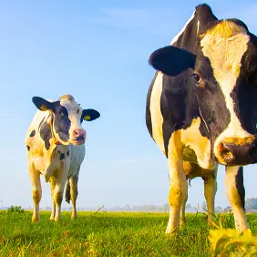 trois vaches_bd