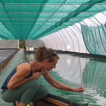 Production de spiruline sous serre à Locoal Mendon