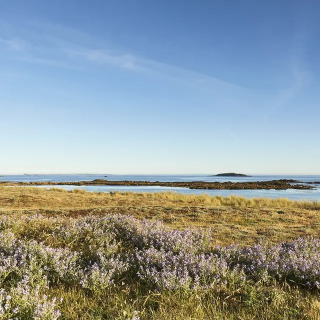 vegetation-dune-erdeven_1008x671