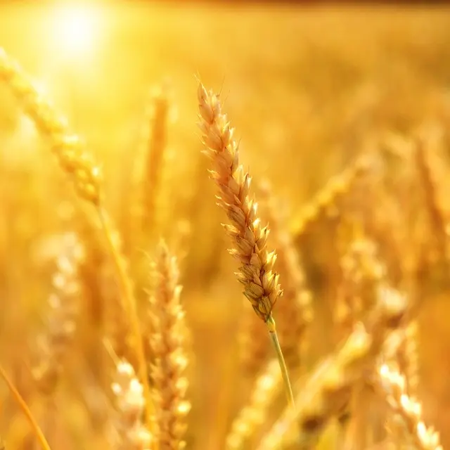 wheat-3506758_960_720