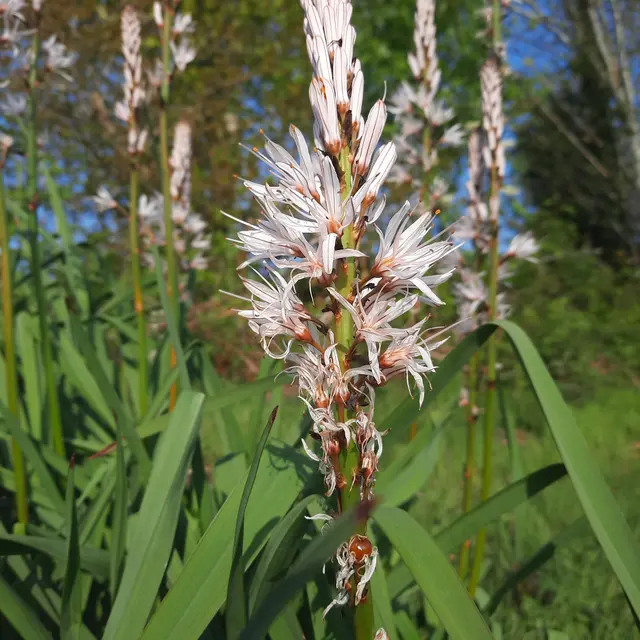 Asphodeles©Sarah_Bourveau