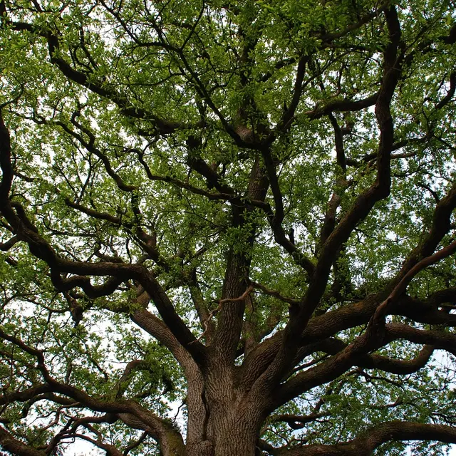 Arbre_pixabay