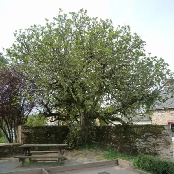 Arbre remarquable figuier - St Marcel - Morbihan - Bretagne