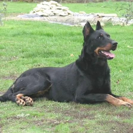 Beauceron