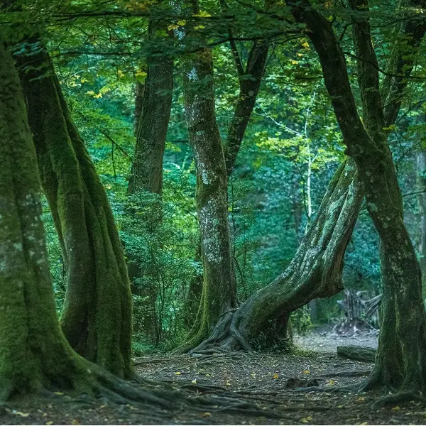 Broceliande-foretdelegendes_nuitsdesforets_Trehorenteuc