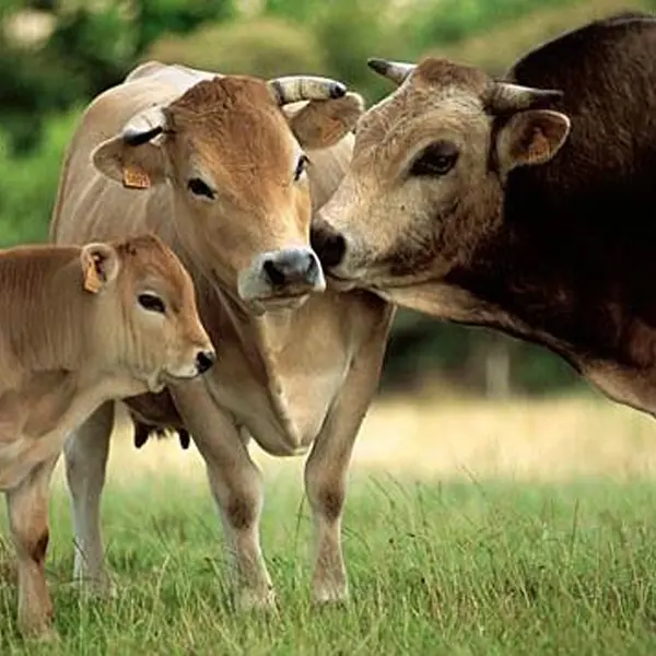 Viande de boeuf