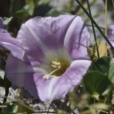 Visite nature Les oiseaux nicheurs de la barre d’Etel